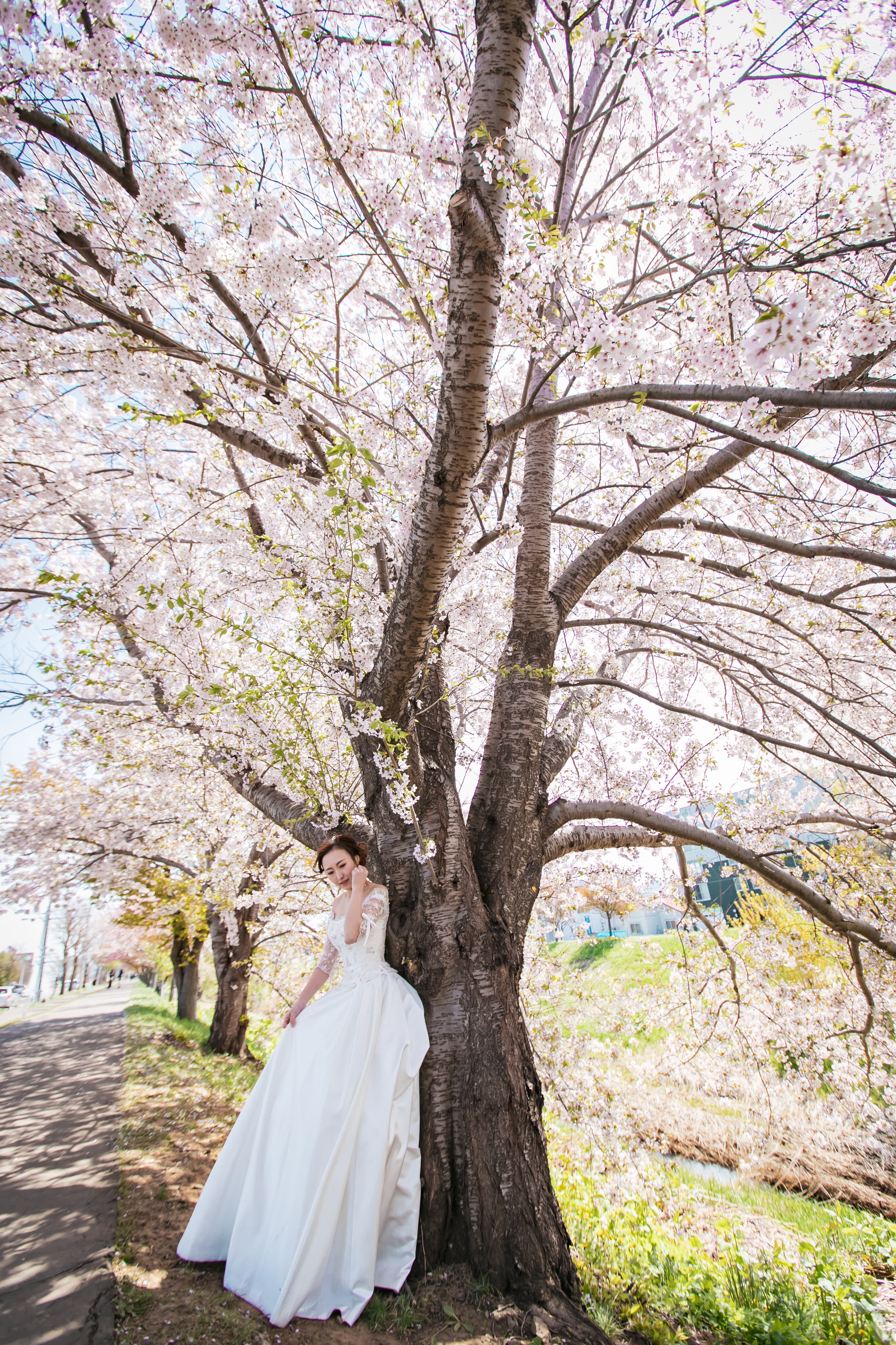 桜の北海道ロケでのウエディング撮影